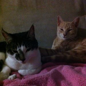 Meet your Posher, Carol